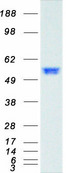 SMAD2 Protein - Purified recombinant protein SMAD2 was analyzed by SDS-PAGE gel and Coomassie Blue Staining