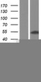 SMAD3 Protein - Western validation with an anti-DDK antibody * L: Control HEK293 lysate R: Over-expression lysate