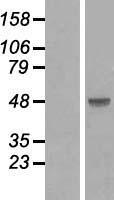 SMAD3 Protein - Western validation with an anti-DDK antibody * L: Control HEK293 lysate R: Over-expression lysate