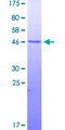 SMAD3 Protein - 12.5% SDS-PAGE Stained with Coomassie Blue.