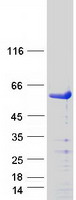 SMAD3 Protein - Purified recombinant protein SMAD3 was analyzed by SDS-PAGE gel and Coomassie Blue Staining
