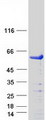 SMAD3 Protein - Purified recombinant protein SMAD3 was analyzed by SDS-PAGE gel and Coomassie Blue Staining