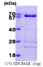 SMAD4 Protein