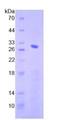 SMAD4 Protein - Recombinant Mothers Against Decapentaplegic Homolog 4 By SDS-PAGE
