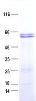 SMAD5 Protein
