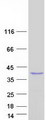 SMAD6 Protein - Purified recombinant protein SMAD6 was analyzed by SDS-PAGE gel and Coomassie Blue Staining