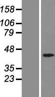 SMAD7 Protein - Western validation with an anti-DDK antibody * L: Control HEK293 lysate R: Over-expression lysate