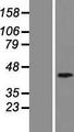 SMAD7 Protein - Western validation with an anti-DDK antibody * L: Control HEK293 lysate R: Over-expression lysate