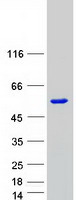SMAD7 Protein - Purified recombinant protein SMAD7 was analyzed by SDS-PAGE gel and Coomassie Blue Staining