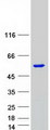 SMAD7 Protein - Purified recombinant protein SMAD7 was analyzed by SDS-PAGE gel and Coomassie Blue Staining