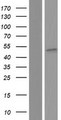 SMAP2 Protein - Western validation with an anti-DDK antibody * L: Control HEK293 lysate R: Over-expression lysate