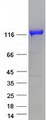 SMARCA1 / SWI Protein - Purified recombinant protein SMARCA1 was analyzed by SDS-PAGE gel and Coomassie Blue Staining
