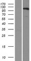 SMARCA3 / HLTF Protein - Western validation with an anti-DDK antibody * L: Control HEK293 lysate R: Over-expression lysate