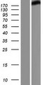 SMARCA4 / BRG1 Protein - Western validation with an anti-DDK antibody * L: Control HEK293 lysate R: Over-expression lysate