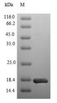 SMARCA4 / BRG1 Protein - (Tris-Glycine gel) Discontinuous SDS-PAGE (reduced) with 5% enrichment gel and 15% separation gel.