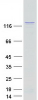 SMARCA5 / SNF2H Protein - Purified recombinant protein SMARCA5 was analyzed by SDS-PAGE gel and Coomassie Blue Staining