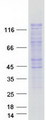 SMARCAD1 Protein - Purified recombinant protein SMARCAD1 was analyzed by SDS-PAGE gel and Coomassie Blue Staining