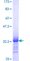 SMARCE1 / BAF57 Protein - 12.5% SDS-PAGE Stained with Coomassie Blue.