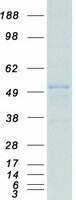 SMARCE1 / BAF57 Protein - Purified recombinant protein SMARCE1 was analyzed by SDS-PAGE gel and Coomassie Blue Staining