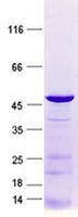 SMCO1 Protein