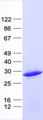 SMCO1 Protein