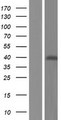 SMCO2 / C12orf70 Protein - Western validation with an anti-DDK antibody * L: Control HEK293 lysate R: Over-expression lysate