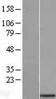 SMDT1 / C22orf32 Protein - Western validation with an anti-DDK antibody * L: Control HEK293 lysate R: Over-expression lysate