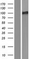 SMEK2 Protein - Western validation with an anti-DDK antibody * L: Control HEK293 lysate R: Over-expression lysate