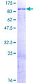 SMIF / DCP1A Protein - 12.5% SDS-PAGE of human DCP1A stained with Coomassie Blue