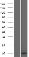SMIM1 Protein - Western validation with an anti-DDK antibody * L: Control HEK293 lysate R: Over-expression lysate