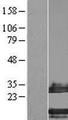 SMIM14 / C4orf34 Protein - Western validation with an anti-DDK antibody * L: Control HEK293 lysate R: Over-expression lysate