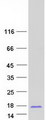 SMIM15 / C5orf43 Protein - Purified recombinant protein SMIM15 was analyzed by SDS-PAGE gel and Coomassie Blue Staining