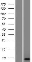 SMIM20 / C4orf52 Protein - Western validation with an anti-DDK antibody * L: Control HEK293 lysate R: Over-expression lysate