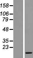 SMIM8 / C6orf162 Protein - Western validation with an anti-DDK antibody * L: Control HEK293 lysate R: Over-expression lysate