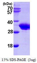 SMNDC1 Protein
