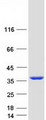 SMNDC1 Protein - Purified recombinant protein SMNDC1 was analyzed by SDS-PAGE gel and Coomassie Blue Staining