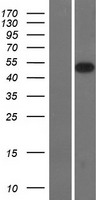 SMOC2 Protein - Western validation with an anti-DDK antibody * L: Control HEK293 lysate R: Over-expression lysate