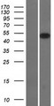 SMOC2 Protein - Western validation with an anti-DDK antibody * L: Control HEK293 lysate R: Over-expression lysate