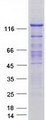 Smoothelin Protein - Purified recombinant protein SMTN was analyzed by SDS-PAGE gel and Coomassie Blue Staining