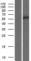 SMOX / PAO Protein - Western validation with an anti-DDK antibody * L: Control HEK293 lysate R: Over-expression lysate