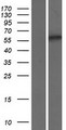 SMOX / PAO Protein - Western validation with an anti-DDK antibody * L: Control HEK293 lysate R: Over-expression lysate