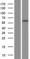 SMOX / PAO Protein - Western validation with an anti-DDK antibody * L: Control HEK293 lysate R: Over-expression lysate