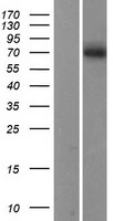 SMPD1 / Acid Sphingomyelinase Protein - Western validation with an anti-DDK antibody * L: Control HEK293 lysate R: Over-expression lysate