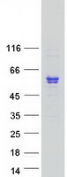 SMPDL3B Protein - Purified recombinant protein SMPDL3B was analyzed by SDS-PAGE gel and Coomassie Blue Staining