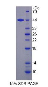 SMS / Spermine Synthase Protein - Recombinant Spermine Synthase (SMS) by SDS-PAGE