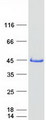 SMS / Spermine Synthase Protein - Purified recombinant protein SMS was analyzed by SDS-PAGE gel and Coomassie Blue Staining
