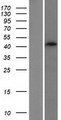SMS2 / SGMS2 Protein - Western validation with an anti-DDK antibody * L: Control HEK293 lysate R: Over-expression lysate