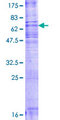 SMS2 / SGMS2 Protein - 12.5% SDS-PAGE of human MGC26963 stained with Coomassie Blue