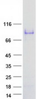 SMTNL1 Protein - Purified recombinant protein SMTNL1 was analyzed by SDS-PAGE gel and Coomassie Blue Staining
