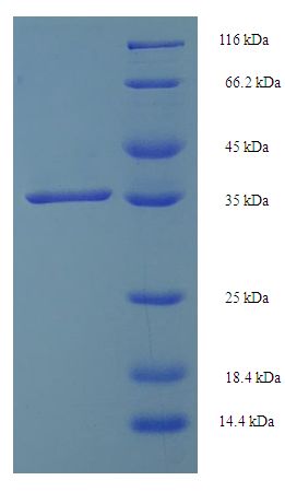 SMUG1 Protein